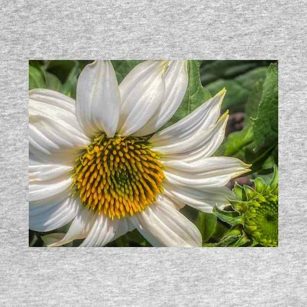 White Coneflower Newly Opened by Debra Martz by Debra Martz